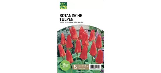 Botanische Tulpen