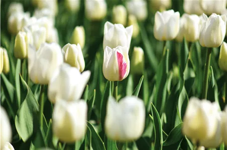 Pflanze des Monats März: Tulpe