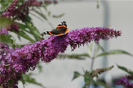 FüR MEHR BIENEN UND SCHMETTERLINGE!