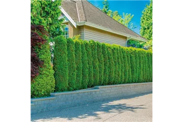 SCHICKE HECKE! SCHICKE HECKE!