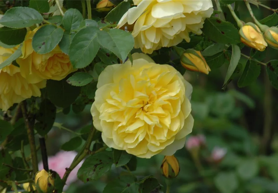 IDEEN FÜR DIE TERRASSEN–KÜBEL IDEEN FÜR DIE TERRASSEN–KÜBEL