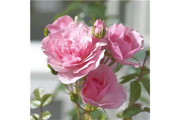 ROMANTIK PUR! ROMANTIK PUR!