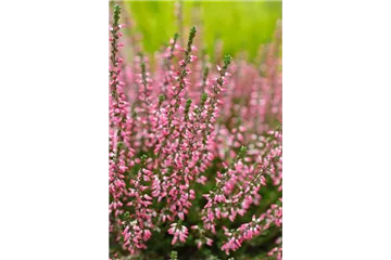 HEIDENSPASS! HEIDENSPASS!