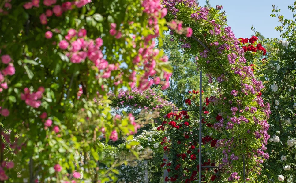 Kletterpflanzen - Hoch hinaus und noch viel weiter! Kletterpflanzen - Hoch hinaus und noch viel weiter!