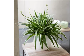 WIE GEHT... LUFTVERBESSERUNG? WIE GEHT... LUFTVERBESSERUNG?