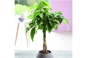 LEBE GRüNER! LEBE GRüNER!