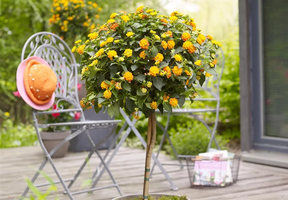 HüBSCH EINGETOPFT! HüBSCH EINGETOPFT!