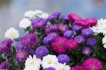 Aster