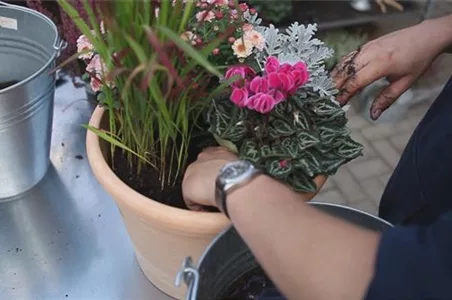Blumenkübel - Bepflanzung für den Herbst
