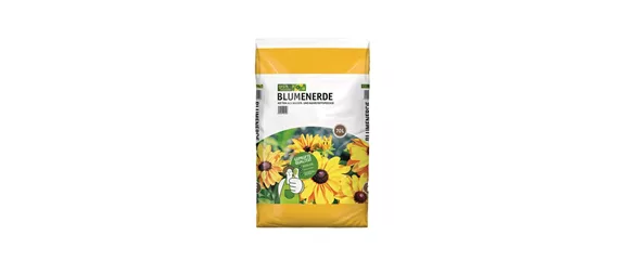 Sonnenhut Rudbeckia