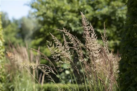 WIE GRäSER DEN GARTEN AUFWERTEN!