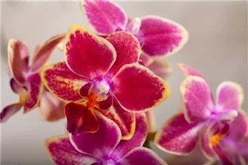 DIE ORCHIDEEN-KLASSIKER DIE ORCHIDEEN-KLASSIKER