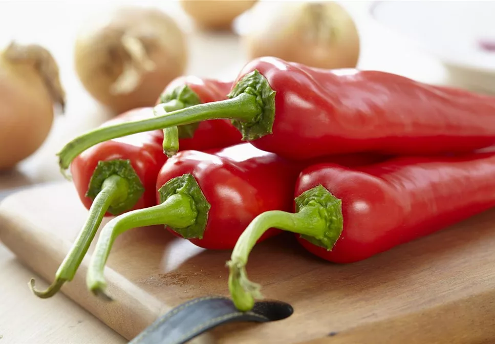 EIN GANZER GARTEN AUF DEM BALKON EIN GANZER GARTEN AUF DEM BALKON