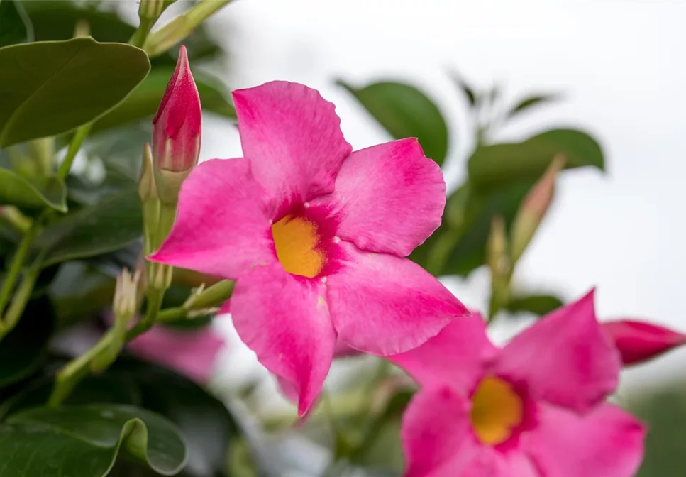 KLETTER-STAR DER SAISON KLETTER-STAR DER SAISON