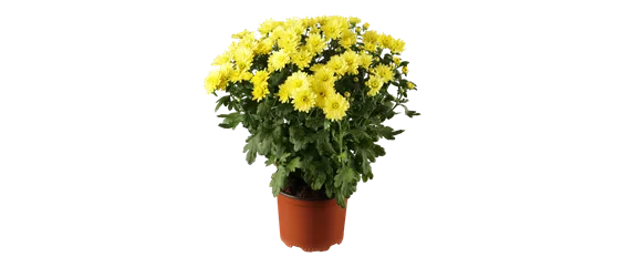 EIN KUNTERBUNTER HERBST!