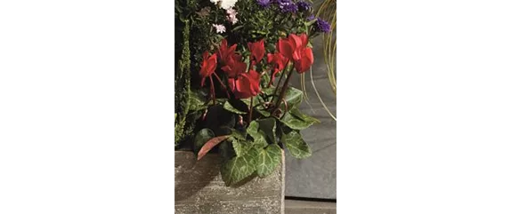 EIN KUNTERBUNTER HERBST!