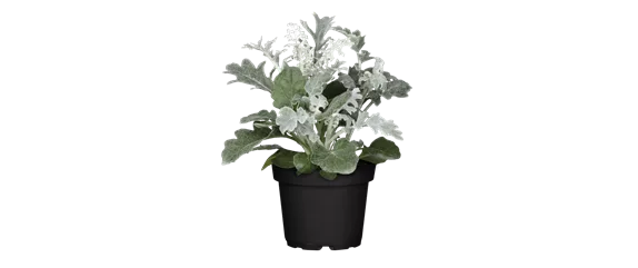 EIN KUNTERBUNTER HERBST!