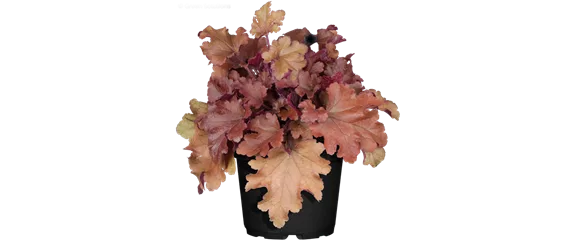 EIN KUNTERBUNTER HERBST!