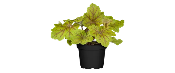 EIN KUNTERBUNTER HERBST!