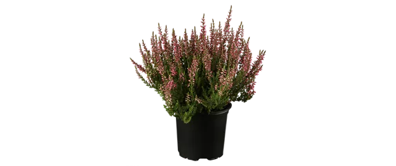 EIN KUNTERBUNTER HERBST!