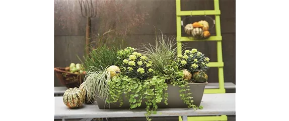 EIN KUNTERBUNTER HERBST!