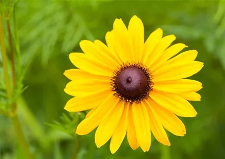 Sonnenhut Rudbeckia