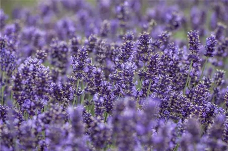 Lavendel