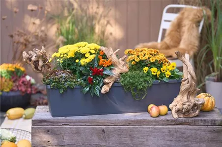 DER HERBST IM KASTEN!