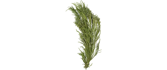 ADVENT, ADVENT – EIN KERZLEIN BRENNT! ADVENT, ADVENT – EIN KERZLEIN BRENNT!