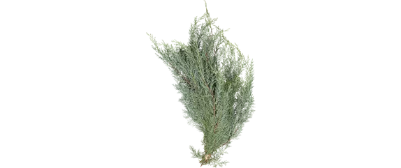 ADVENT, ADVENT – EIN KERZLEIN BRENNT! ADVENT, ADVENT – EIN KERZLEIN BRENNT!