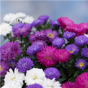 ASTER
