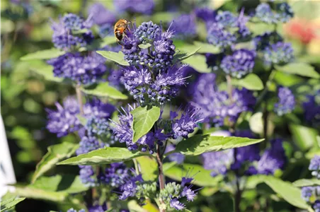 PFLANZE DES MONATS AUGUST: BARTBLUME