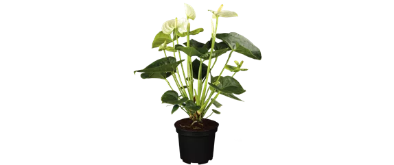 SCHöNE SCHLICHTHEIT!