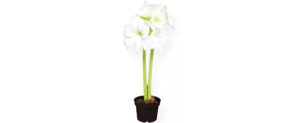 SCHöNE SCHLICHTHEIT!