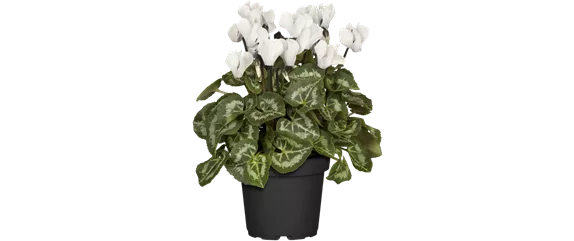 SCHöNE SCHLICHTHEIT!