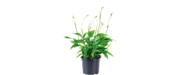 SCHöNE SCHLICHTHEIT!